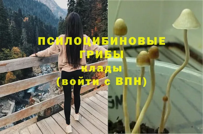 Псилоцибиновые грибы MAGIC MUSHROOMS  Катав-Ивановск 